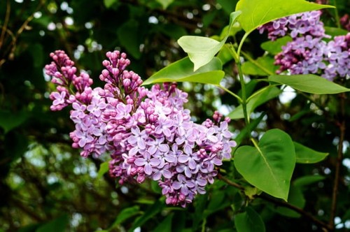 lilak-red-pixie-syringa-red-pixie-ciemnoczerwone-kwiaty-odmiana-kompaktowa-sadzonka-sadzonki-zielona-para-zielonapara