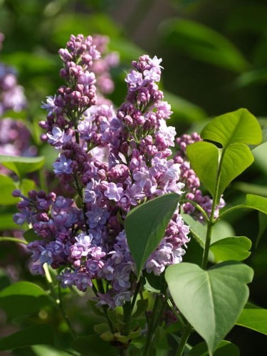 lilak-red-pixie-syringa-red-pixie-ciemnoczerwone-kwiaty-odmiana-kompaktowa-sadzonka-sadzonki-zielona-para-zielonapara