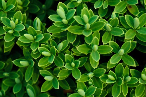 hebe-shrubby-veronica-veronica-hebe-wieczniezielony-krzew-kwiaty-sadzonka-sadzonki-zielona-para-zielonapara