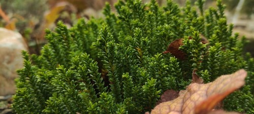 hebe-shrubby-veronica-veronica-hebe-wieczniezielony-krzew-kwiaty-sadzonka-sadzonki-zielona-para-zielonapara
