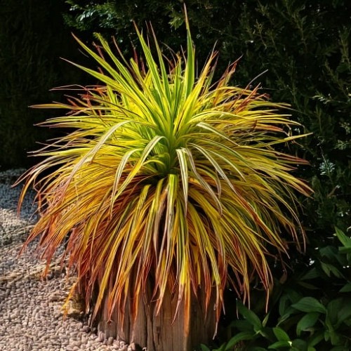 hakonechloa-smukla-mulled-wine-hakonechloa-macra-czerwono-bordowe-liscie-trawa-ozdobna-sadzonka-sadzonki-zielona-para-zielonapara