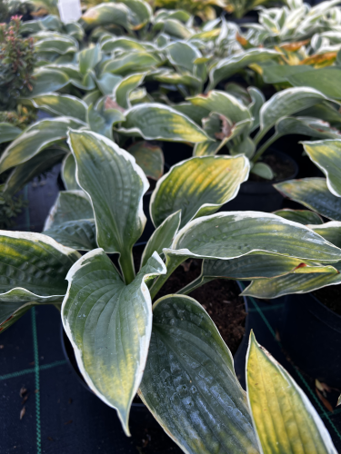 funkia-hosta-american-halo-hosta-duze-niebieskozielone-liscie-kremowy-brzeg-sadzonka-sadzonki-zielona-para-zielonapara