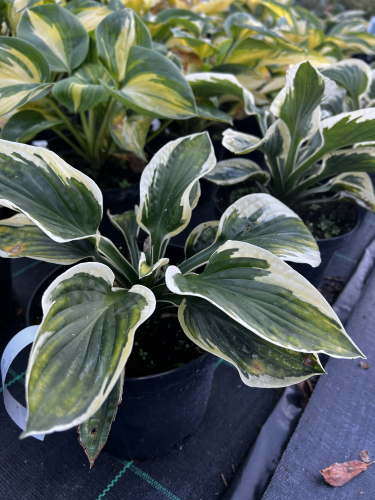 funkia-Hosta-Hosta-zielonapara-zielona-para-sadzonka-.jpg