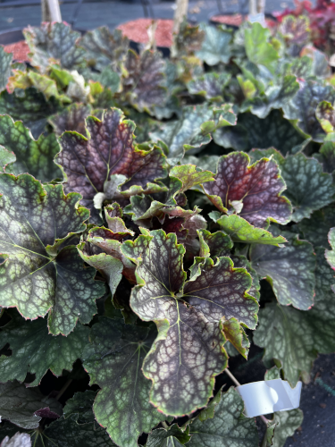 żuraweczka-Heucherella-Heucherella-zielonapara-zielona-para-sadzonka-0755.jpg