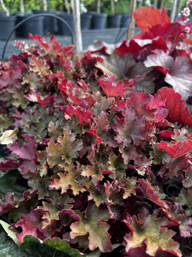 zurawka-heuchera-marmalade-zielonapara-sadzonka-duza-zdrowa-pomaranczowo-brazowe-liscie