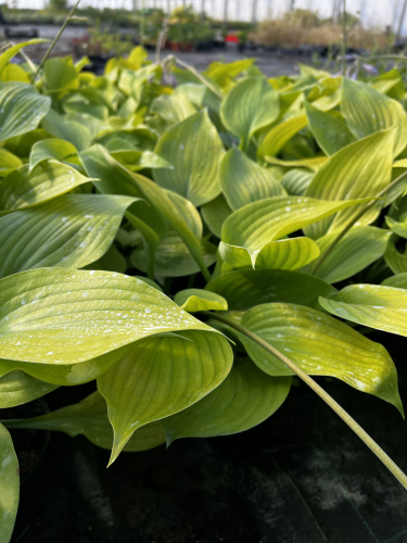 funkia-Hosta-Hosta-zielonapara-zielona-para-sadzonka-0773.jpg