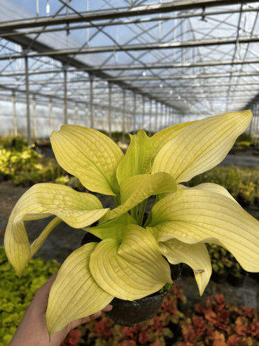 funkia-Hosta-Hosta-zielonapara-zielona-para-sadzonka-.jpg