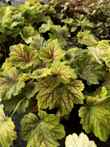 zurawka-heuchera-electra-zielonapara-sadzonka-duza-zdrowa-zolto-czerwone-liscie