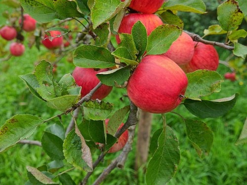 jablon-domowa-early-geneva-malus-domestica-wczesna-czerwona-papierowka-owocowa-sadzonka-sadzonki-zielona-para-zielonapara