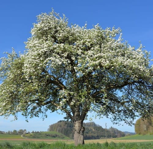 jablon-domowa-early-geneva-malus-domestica-wczesna-czerwona-papierowka-owocowa-sadzonka-sadzonki-zielona-para-zielonapara
