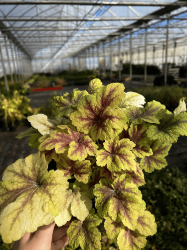 żuraweczka-Heucherella-Heucherella-zielonapara-zielona-para-sadzonka-0800.jpg