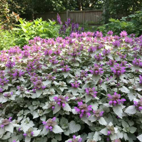 jasnota-lamium-maculatum-zielonapara-sadzonka-zdrowa-rozowe-kwiaty.jpg