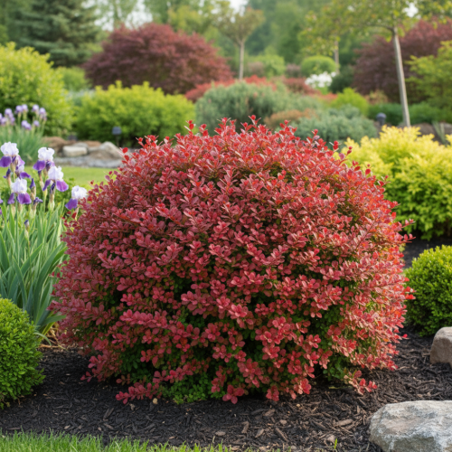 berberys-thunberga-berberis-thunbergii-chiquita-zielonapara-sadzonka-duza-zdrowa-zolto-pomaranczowe-liscie