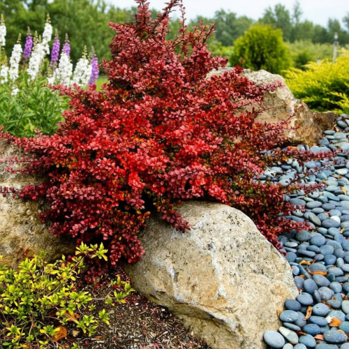 berberys-thunberga-berberis-thunbergii-chiquita-zielonapara-sadzonka-duza-zdrowa-zolto-pomaranczowe-liscie