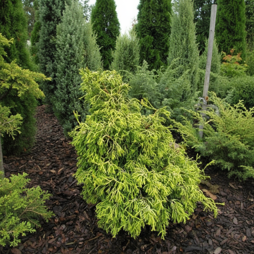 cyprysik-groszkowy-chamaecyparis-pisifera-tsatsumi-gold-zielonapara-sadzonka-duza-zdrowa-zlociste-iglaki