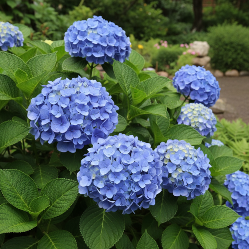 hortensja-ogrodowa-hydrangea-macrophylla-nikko-blue-zielonapara-sadzonka-duza-zdrowa-niebieskie-kwiaty