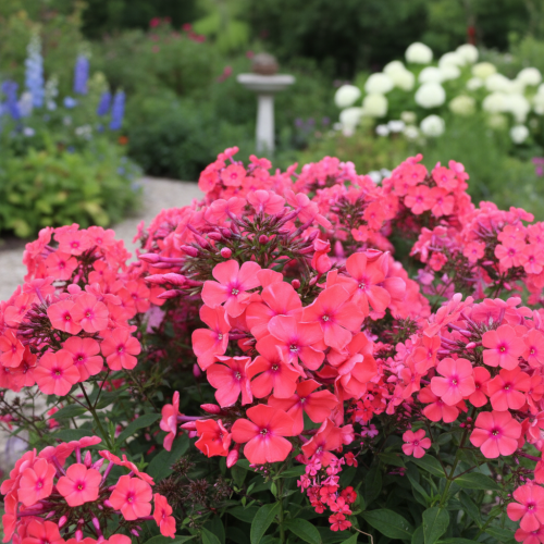 floks-wiechowaty-phlox-paniculata-zielonapara-sadzonka-duza-zdrowa-rozowe-kwiat.jpg