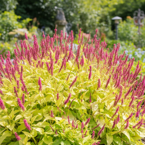 rdest-persicaria-amplexicaulis-golden-arrows-zielonapara-sadzonka-duza-zdrowa-zolte-liscie-czerwone-kwiaty.jpg
