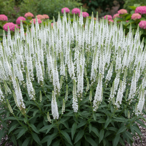 Przetacznik-długolistny-White-Jolanda-Veronica-longifolia-zdrowa-sadzonka-zielona-para-biale-kwiaty.jpg