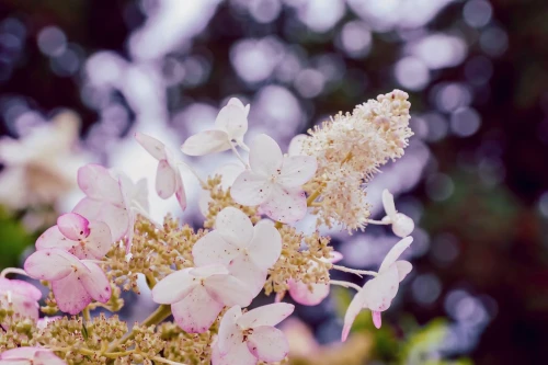 hortensja-bukietowa-fraise-melba-hydrangea-paniculata-dwukolorowe-kwiaty-bialo-czerwone-wysoka-sadzonka-sadzonki-zielona-para-zielonapara