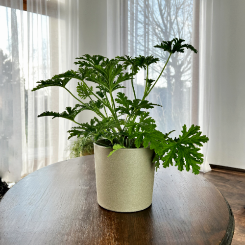 Geranium Anginka (Pelargonium graveolens)