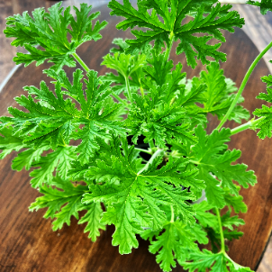 pelargonia-anginka-pelargonium-graveolens-ziołowy-zapach-odstrasza-komary-roslina-doniczkowa-sadzonka-sadzonki-zielona-para-zielonapara