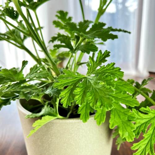 pelargonia-anginka-pelargonium-graveolens-ziołowy-zapach-odstrasza-komary-roslina-doniczkowa-sadzonka-sadzonki-zielona-para-zielonapara