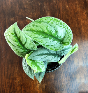 scindapsus-pictus-exotica-scindapsus-pictus-srebrzyste-plamki-pnaca-roslina-sadzonka-sadzonki-zielona-para-zielonapara