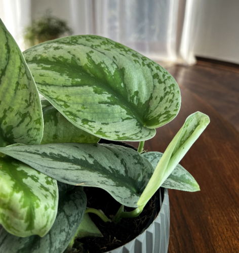 scindapsus-pictus-exotica-scindapsus-pictus-srebrzyste-plamki-pnaca-roslina-sadzonka-sadzonki-zielona-para-zielonapara