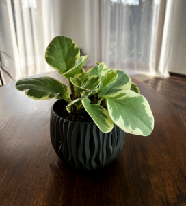 Peperomia tępolistna Variegata (Peperomia obtusifolia)