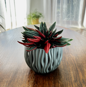 Peperomia Rosso