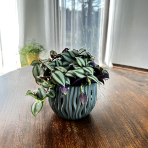 Pasiatka zwisła/ Trzykrotka zebra (Tradescantia zebrina)