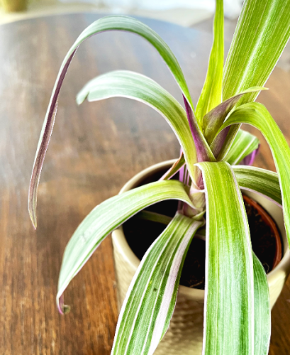 trzykrotka-spathacea-discolor-tradescantia-spathacea-dwubarwne-liscie-fiolet-zielen-roslina-doniczkowa-sadzonka-sadzonki-zielona-para-zielonapara