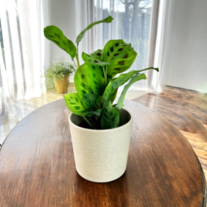 Maranta Kerchoveana