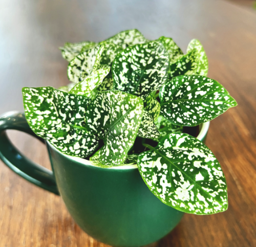 Fittonia White Forest Flame