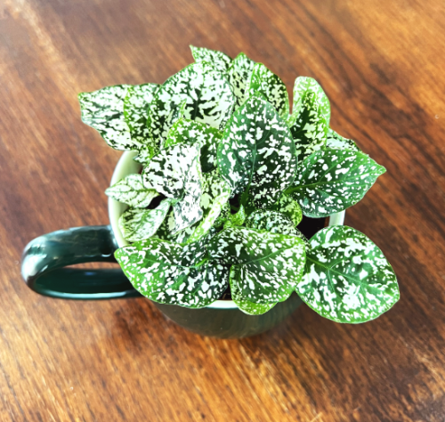 fittonia-verschaffeltii-white-forest-flame-biale-unerwienie-niska-roslina-doniczkowa-sadzonka-sadzonki-zielona-para-zielonapara