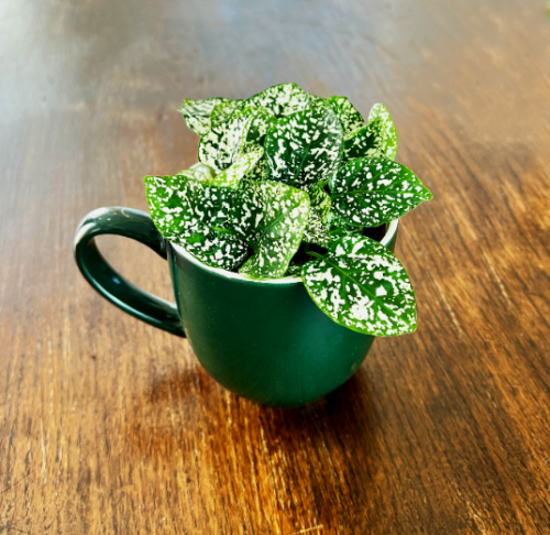 fittonia-verschaffeltii-white-forest-flame-biale-unerwienie-niska-roslina-doniczkowa-sadzonka-sadzonki-zielona-para-zielonapara