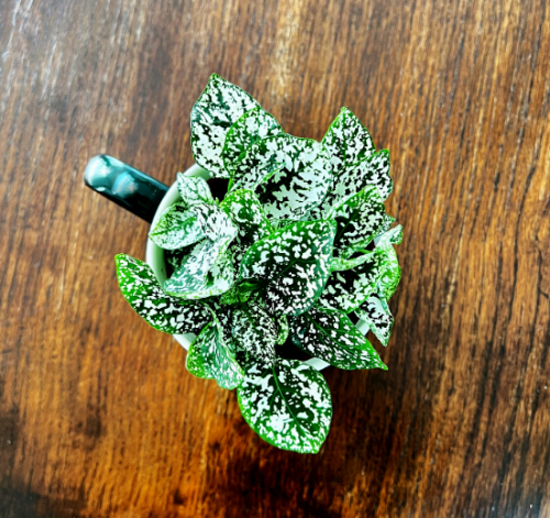 fittonia-verschaffeltii-white-forest-flame-biale-unerwienie-niska-roslina-doniczkowa-sadzonka-sadzonki-zielona-para-zielonapara