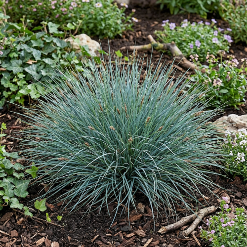 turzyca-prosowata-carex-panicea-pamira-zielonapara-sadzonka-duza-zdrowa-ozdobna-trawa