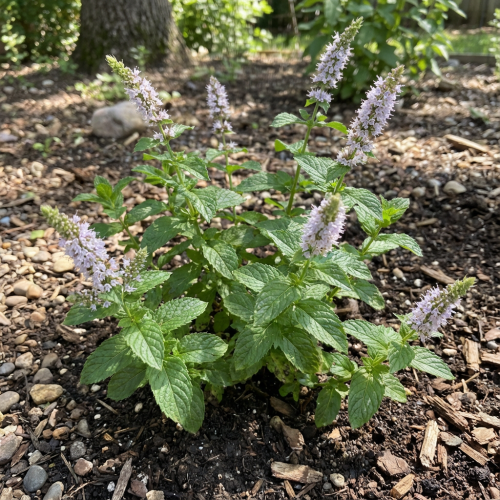mieta-pieprzowa-mentha-piperita-lekarska-zielonapara-sadzonka-duza-zdrowa-aromatyczne-liscie-ziolo