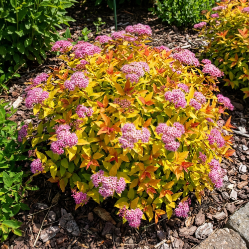 tawula-japonska-spiraea-japonica-goldflame-zielonapara-sadzonka-duza-zdrowa-zolte-liscie-rozowe-kwiaty.jpg
