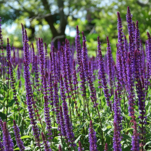 szalwia-omszona-niebieska-salvia-nemorosa-zielonapara-sadzonka-duza-zdrowa-niebieskie-kwiaty0-2.jpg