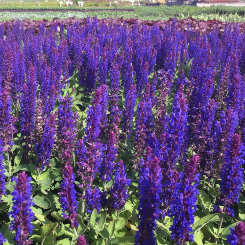 szalwia-omszona-niebieska-salvia-nemorosa-zielonapara-sadzonka-duza-zdrowa-niebieskie-kwiaty0-2.jpg