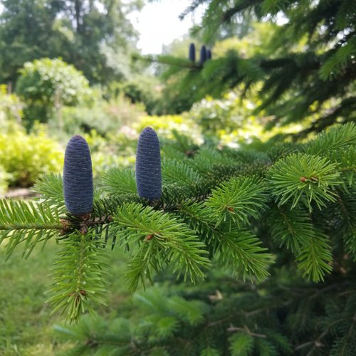 jodla-pospolita-abies-alba-zielonapara-sadzonka-duza-zdrowa-zielone-iglaki