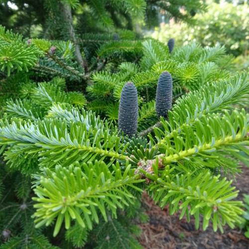 jodla-koreanska-abies-koreana-sadzonka-zielona-para