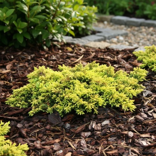 jalowiec-pospolity-juniperus-communis-goldschatz-zielonapara-sadzonka-duza-zdrowa-zlocisto-zielone-iglaki