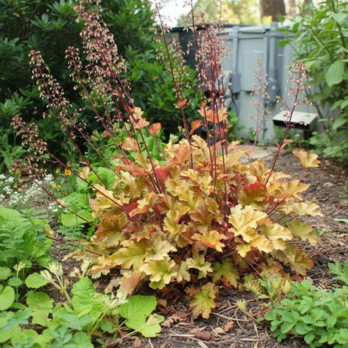 zurawka-heuchera-carmel-zielonapara-sadzonka-duza-zdrowa-pomaranczowe-liscie
