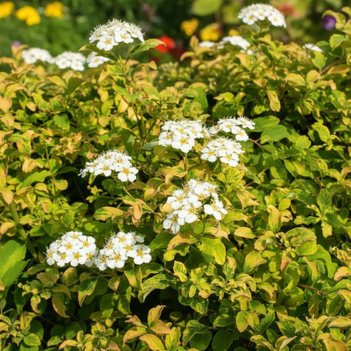tawula-nipponska-spiraea-nipponica-gerlves-rainbow-zielonapara-sadzonka-duza-zdrowa-zoltozielone-liscie-rozowe-kwiaty