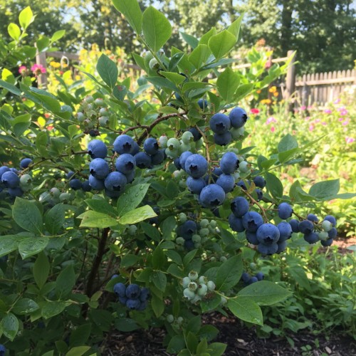 borowka-amerykanska-vaccinium-corymbosum-hannahs-choice-zielonapara-sadzonka-duza-zdrowa-wczesna-duze-slodkie-owoce