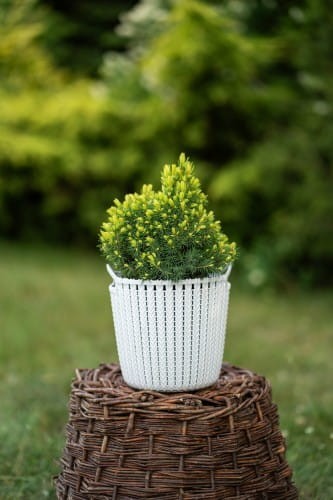 swierk-bialy-picea-glauca-conica-zielonapara-sadzonka-duza-zdrowa-stożkowy-pokroj